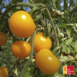 Keine Abbildung zugeordnet 