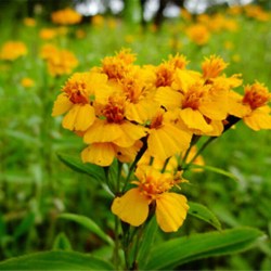 Gewürztagetes