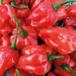 Wild Purple Guatemala