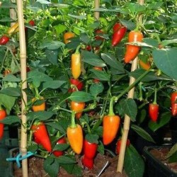 Wild Purple Guatemala