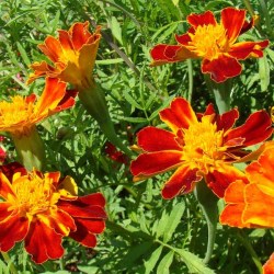 Tagetes-Gurtengärtli_web_600x600